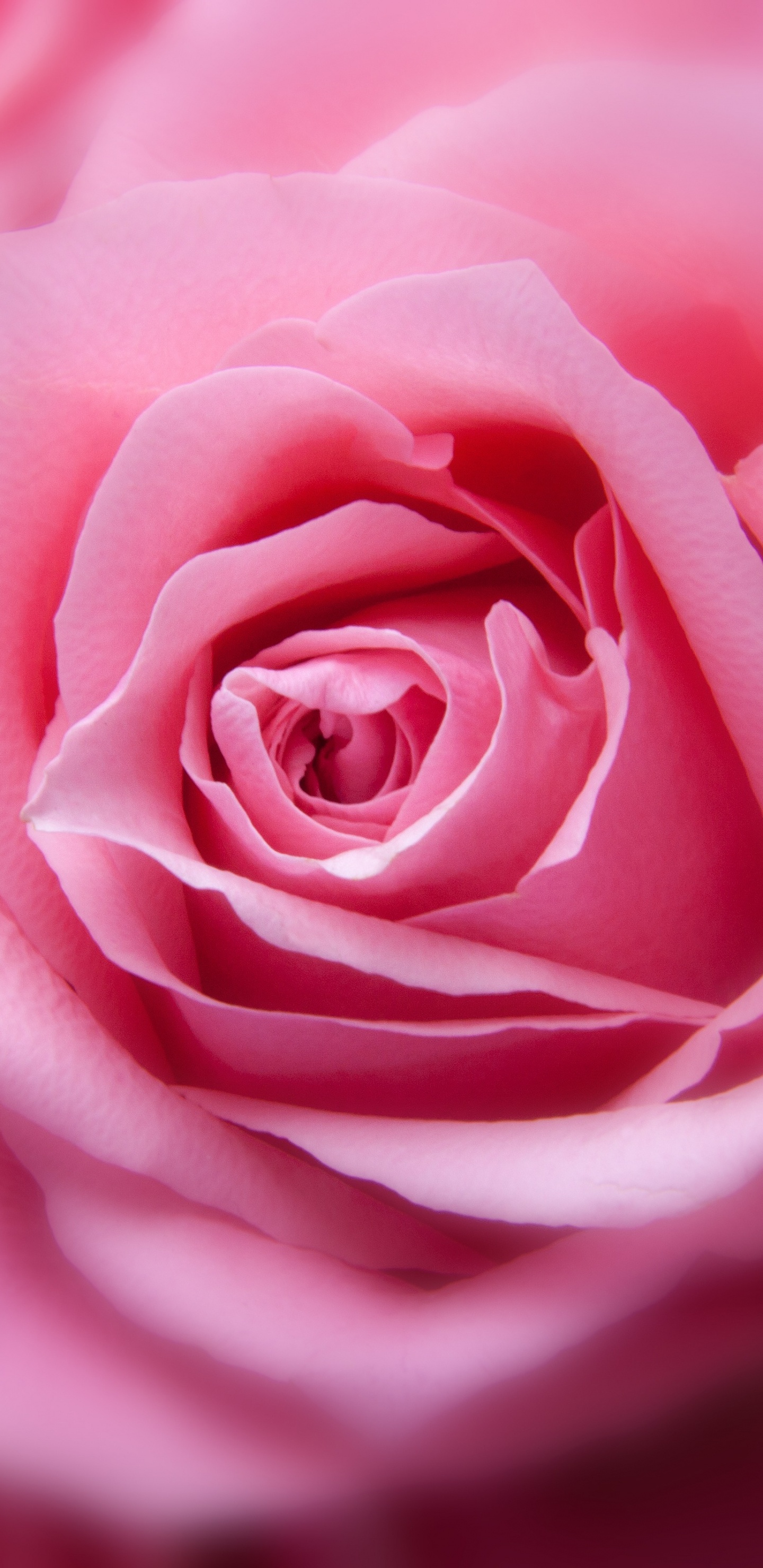 Rosa Rose in Nahaufnahmen. Wallpaper in 1440x2960 Resolution