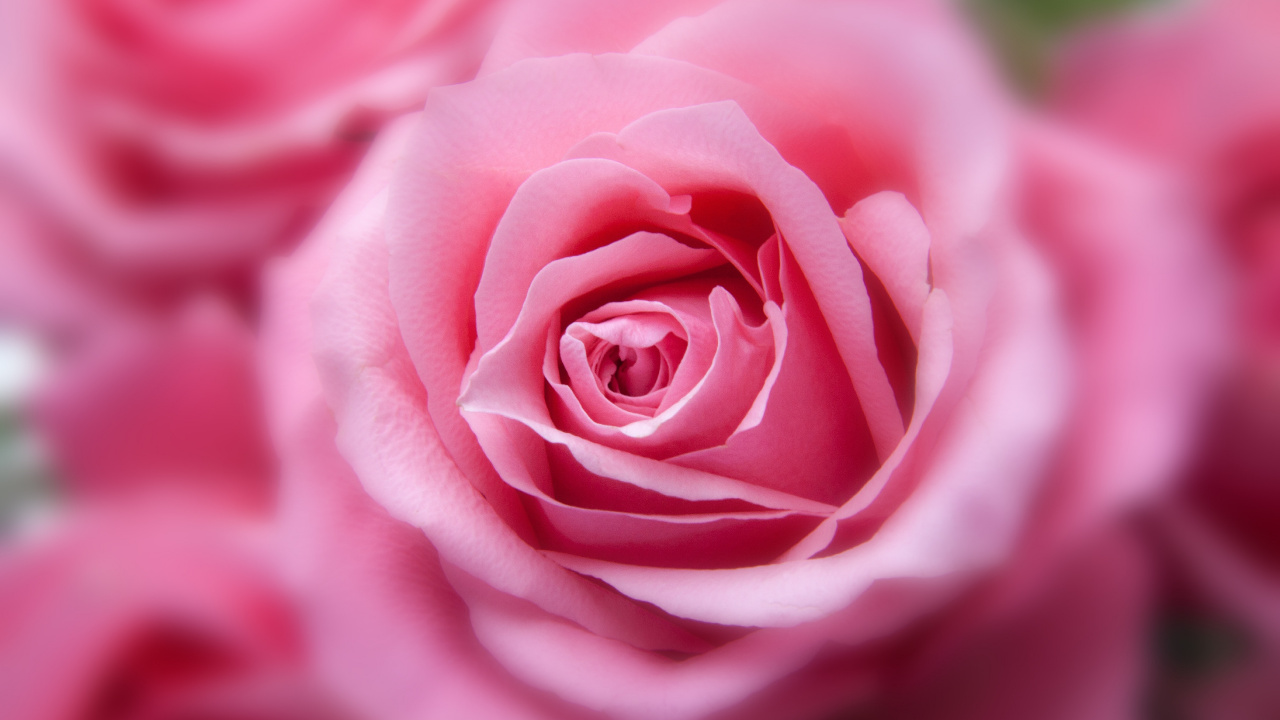 Rose Rose en Photographie Rapprochée. Wallpaper in 1280x720 Resolution