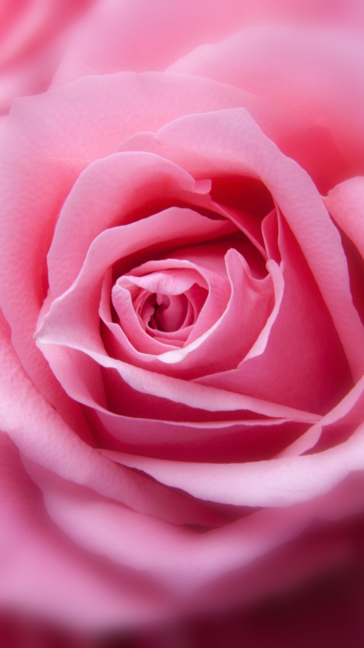 Rose Rose en Photographie Rapprochée. Wallpaper in 720x1280 Resolution