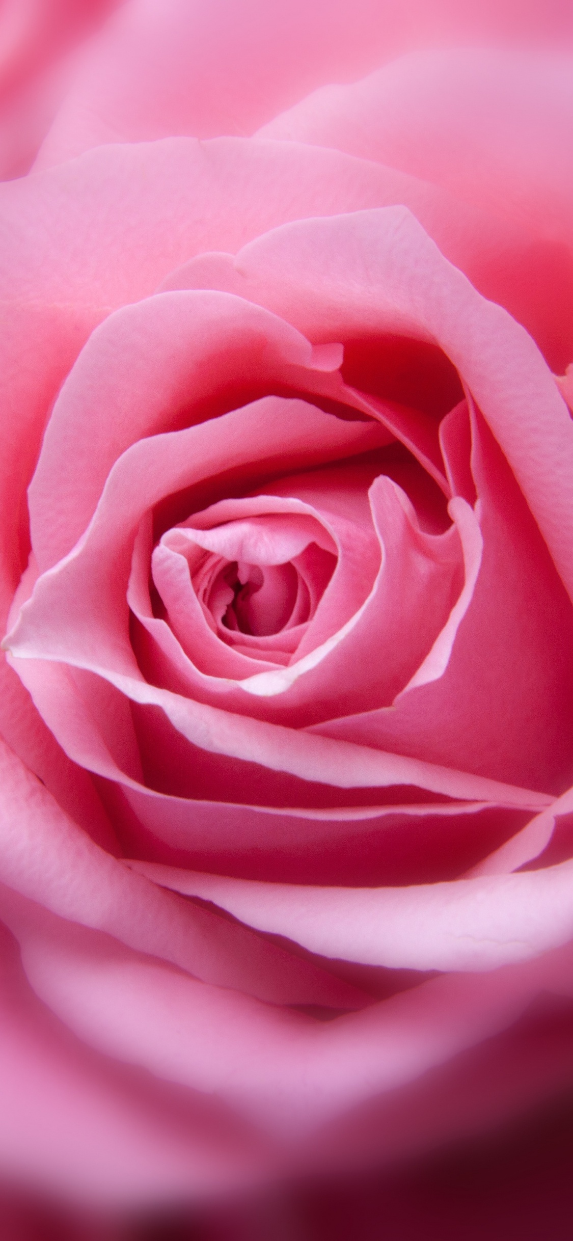 Pink Rose in Close up Photography. Wallpaper in 1125x2436 Resolution