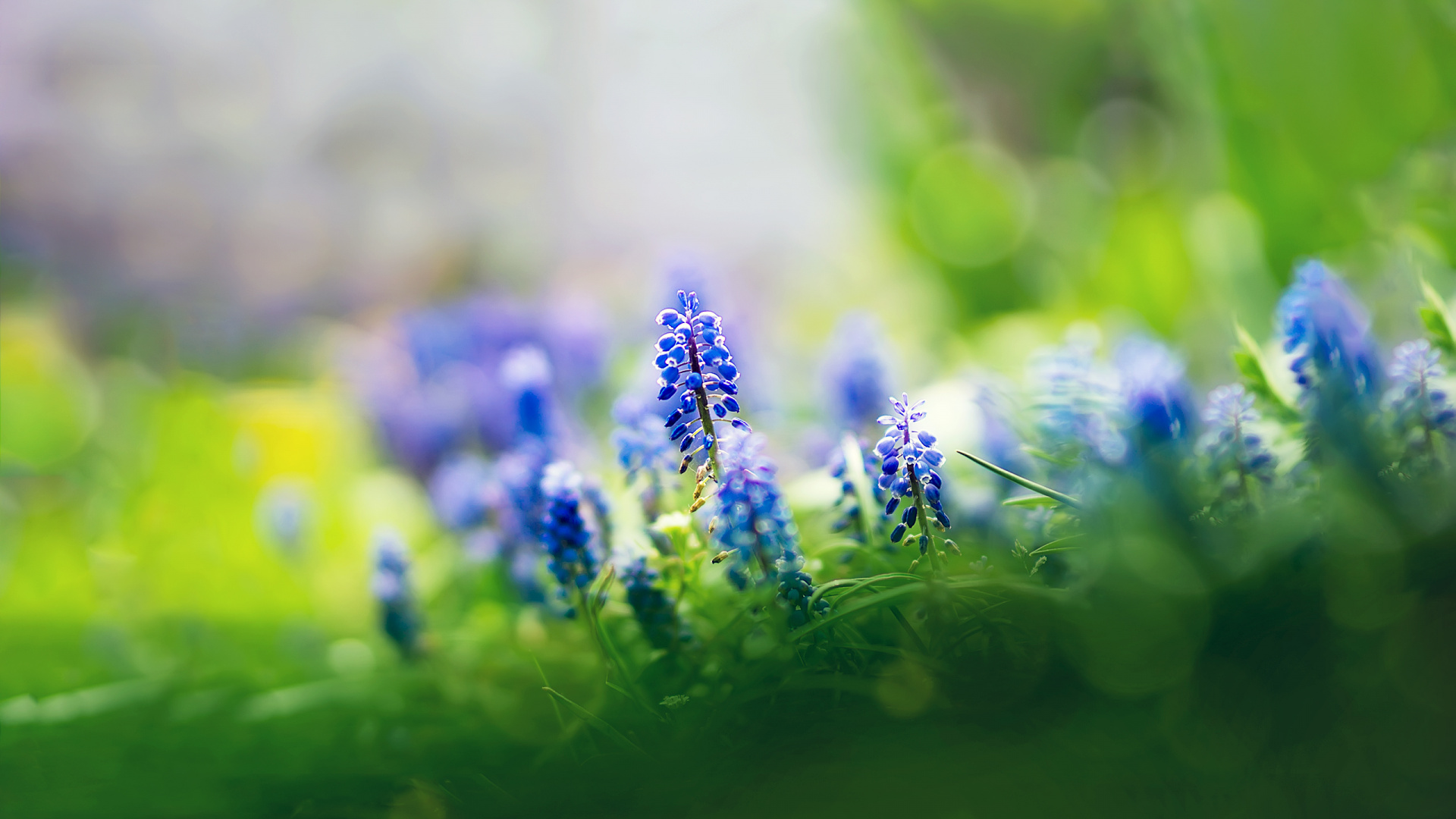 Purple Flower Buds in Tilt Shift Lens. Wallpaper in 1920x1080 Resolution