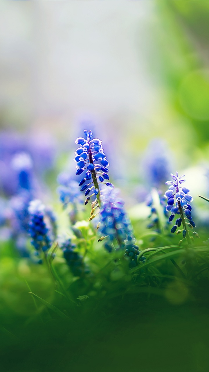 Purple Flower Buds in Tilt Shift Lens. Wallpaper in 720x1280 Resolution