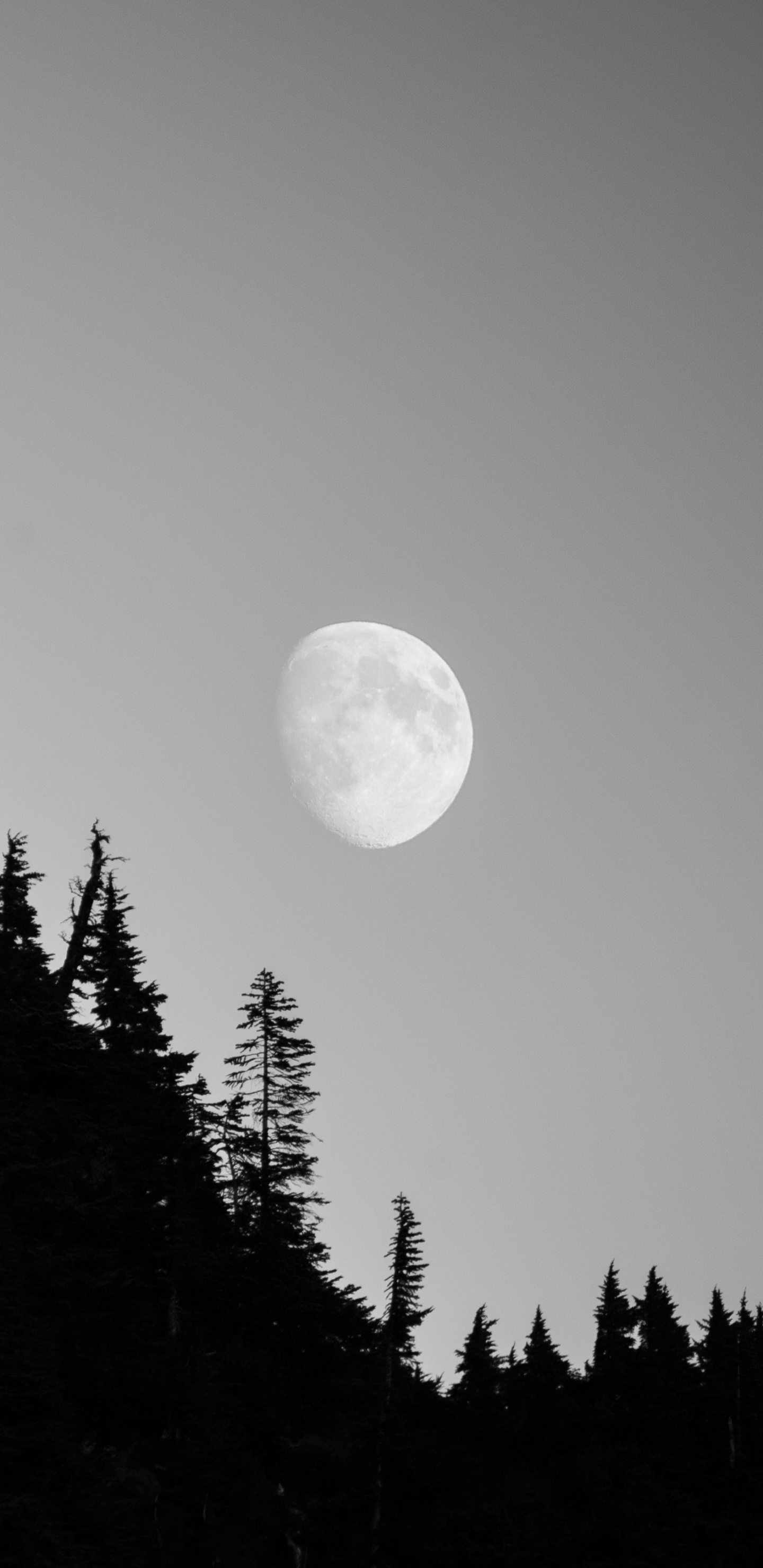 Nature, Objet Astronomique, Lumière, Environnement Naturel, la Journée. Wallpaper in 1440x2960 Resolution