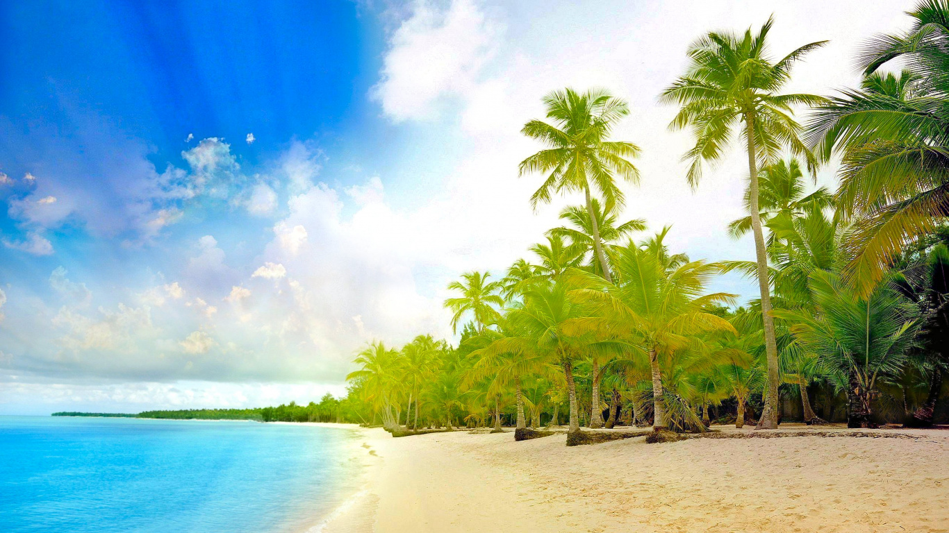 Green Coconut Palm Trees on Beach Shore During Daytime. Wallpaper in 1366x768 Resolution
