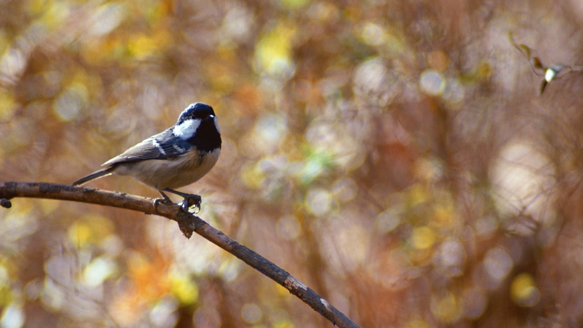 Oiseau Blanc et Noir Sur Une Branche D'arbre Brune. Wallpaper in 1920x1080 Resolution