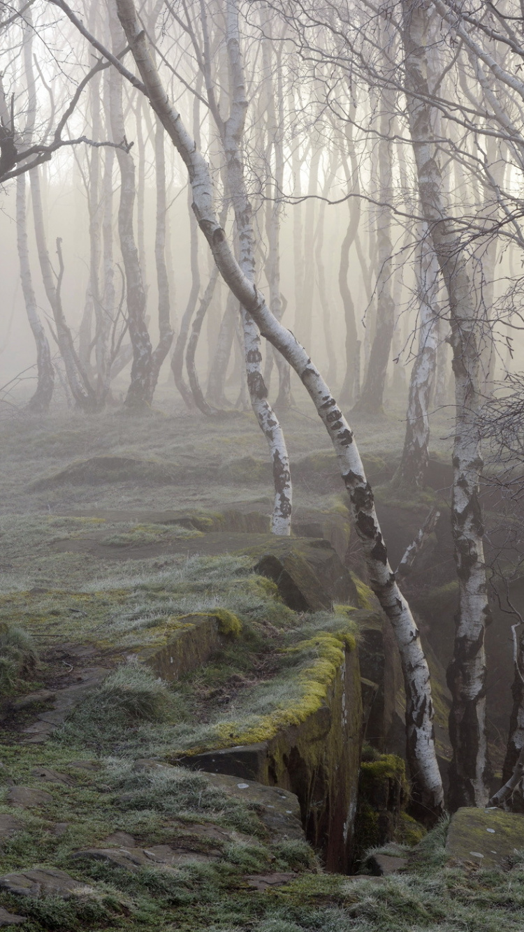 Brown Bare Trees on Green Grass Field During Daytime. Wallpaper in 750x1334 Resolution