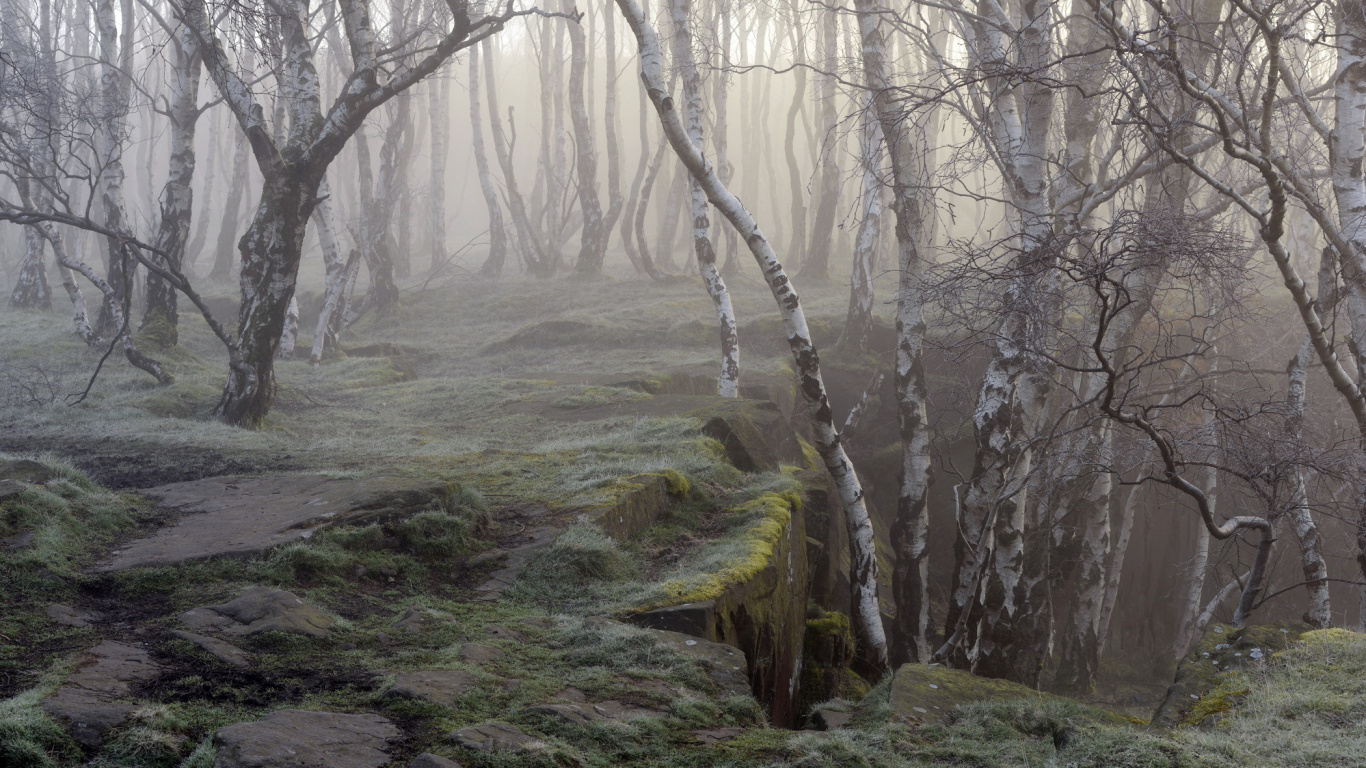 Arbres Nus Bruns Sur Terrain D'herbe Verte Pendant la Journée. Wallpaper in 1366x768 Resolution