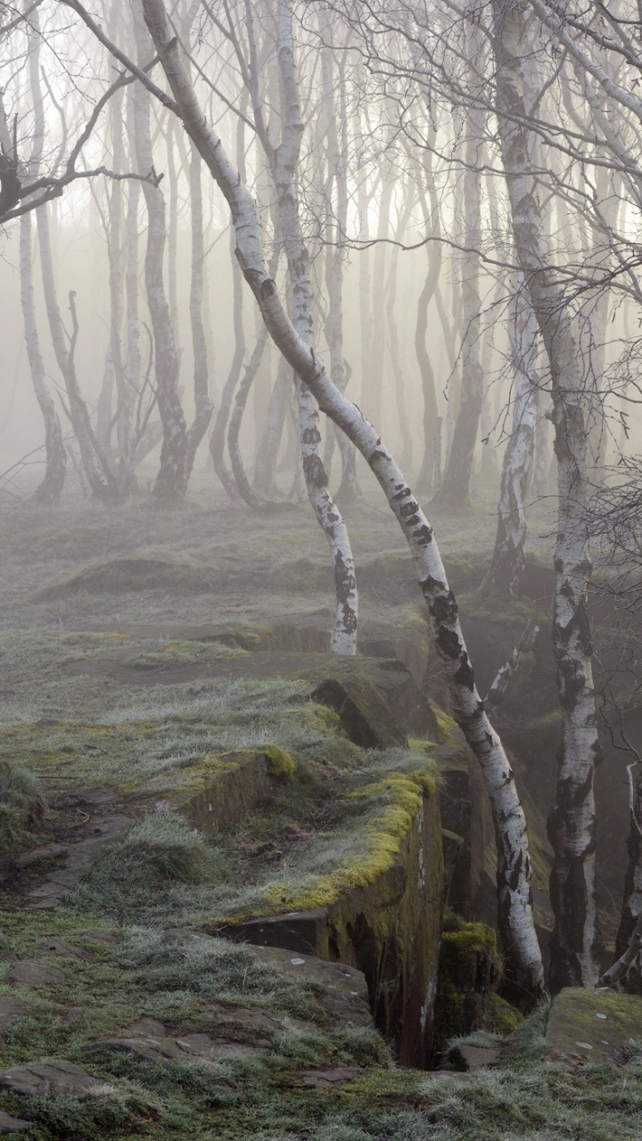 Arbres Nus Bruns Sur Terrain D'herbe Verte Pendant la Journée. Wallpaper in 720x1280 Resolution