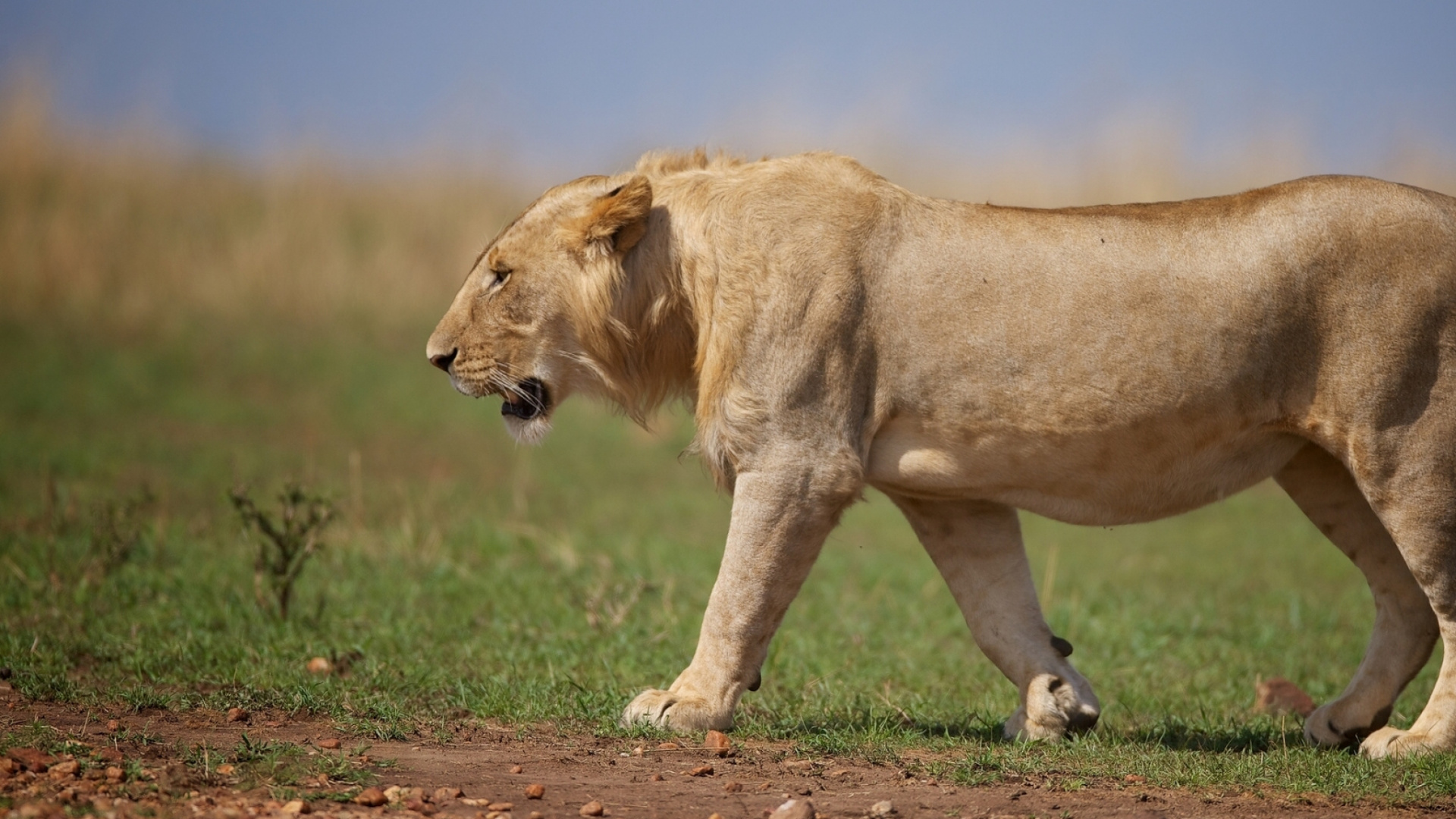 Brown Lioness Walking on Brown Field During Daytime. Wallpaper in 1920x1080 Resolution