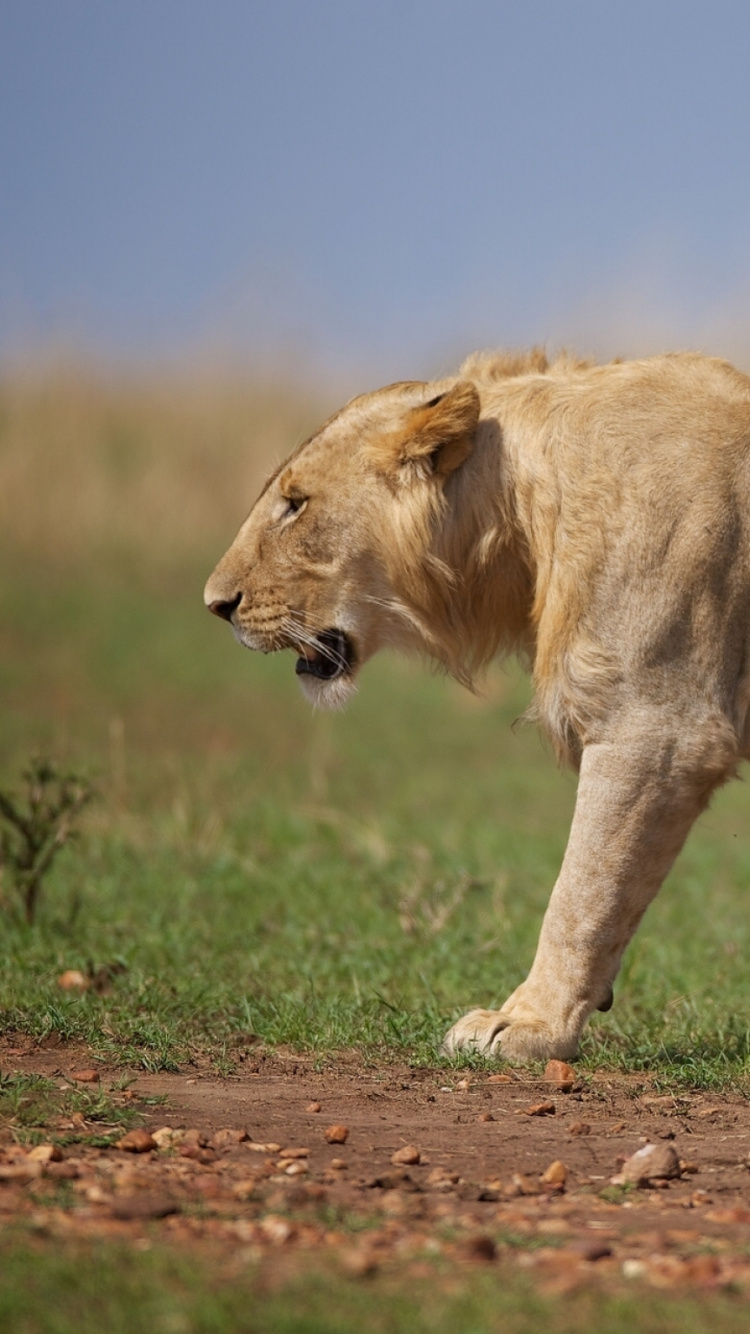 Brown Lioness Walking on Brown Field During Daytime. Wallpaper in 750x1334 Resolution