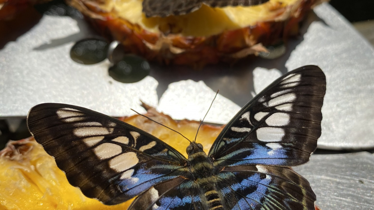 Parthenos Sylvia, Biologie, Wissenschaft, Arthropoden, Insekt. Wallpaper in 1280x720 Resolution