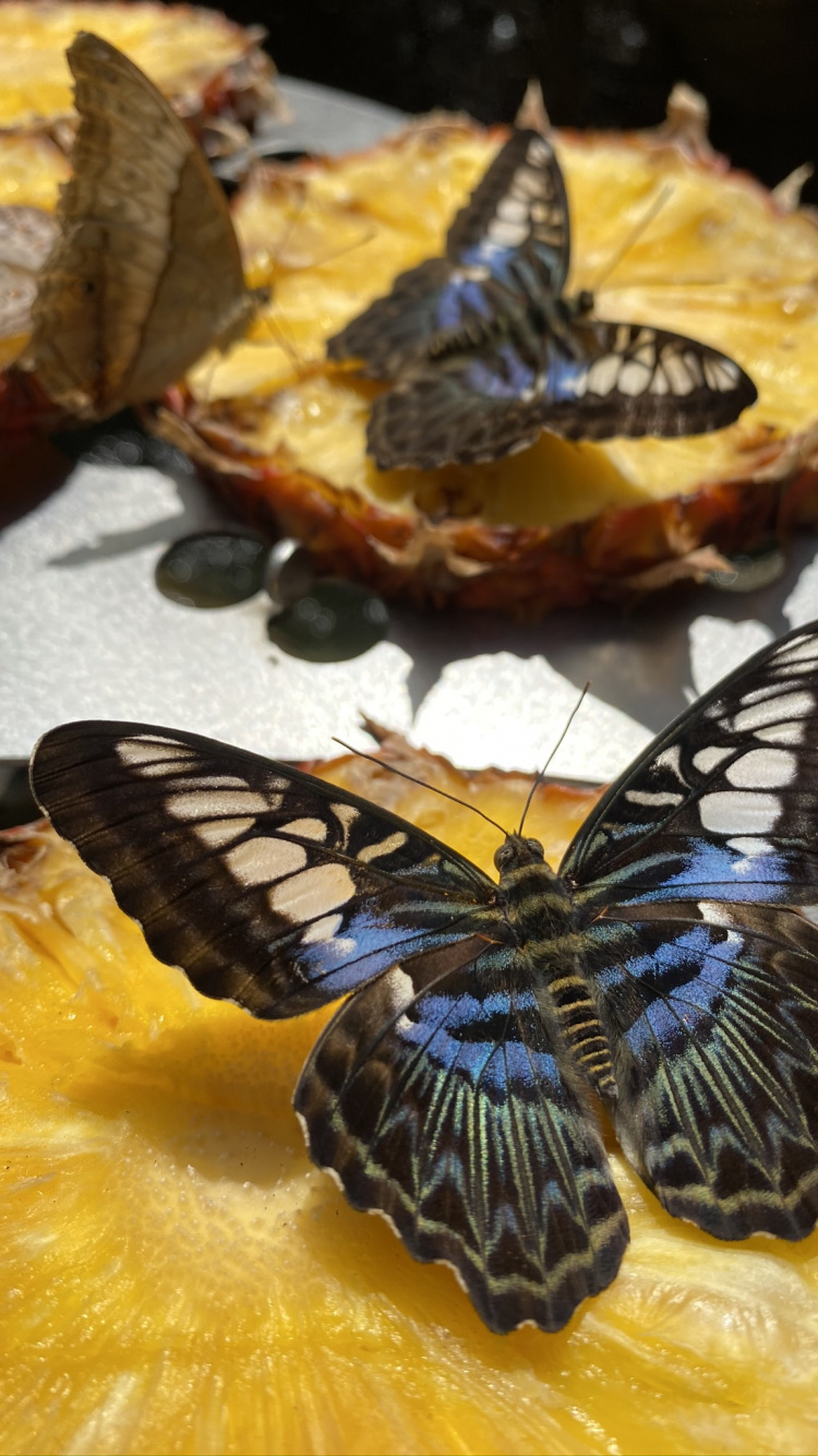 Parthenos Sylvia, Biology, Science, Invertebrate, Arthropod. Wallpaper in 750x1334 Resolution