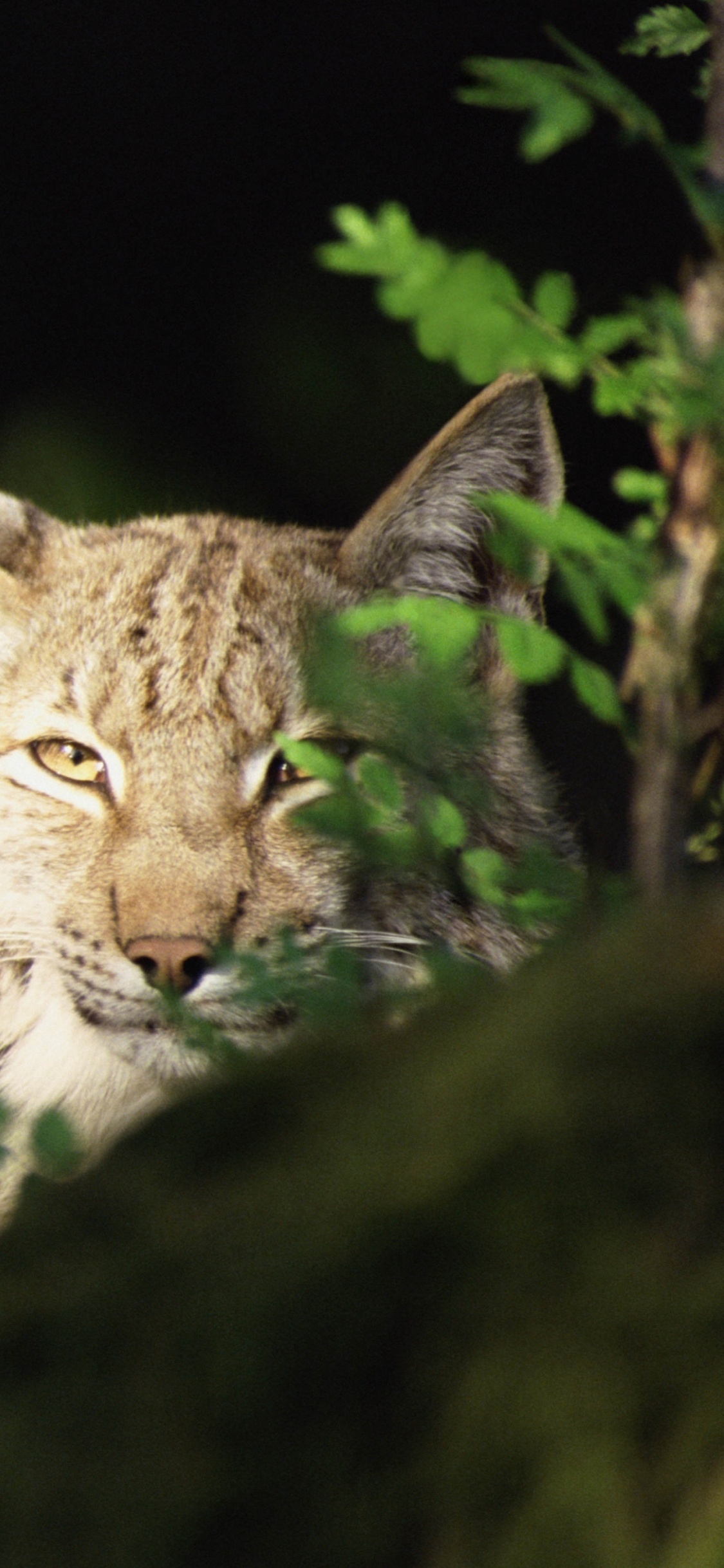 Chat Brun et Blanc Sur Mousse Verte. Wallpaper in 1125x2436 Resolution