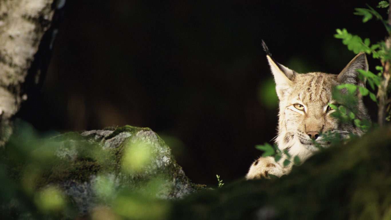 Brown and White Cat on Green Moss. Wallpaper in 1366x768 Resolution