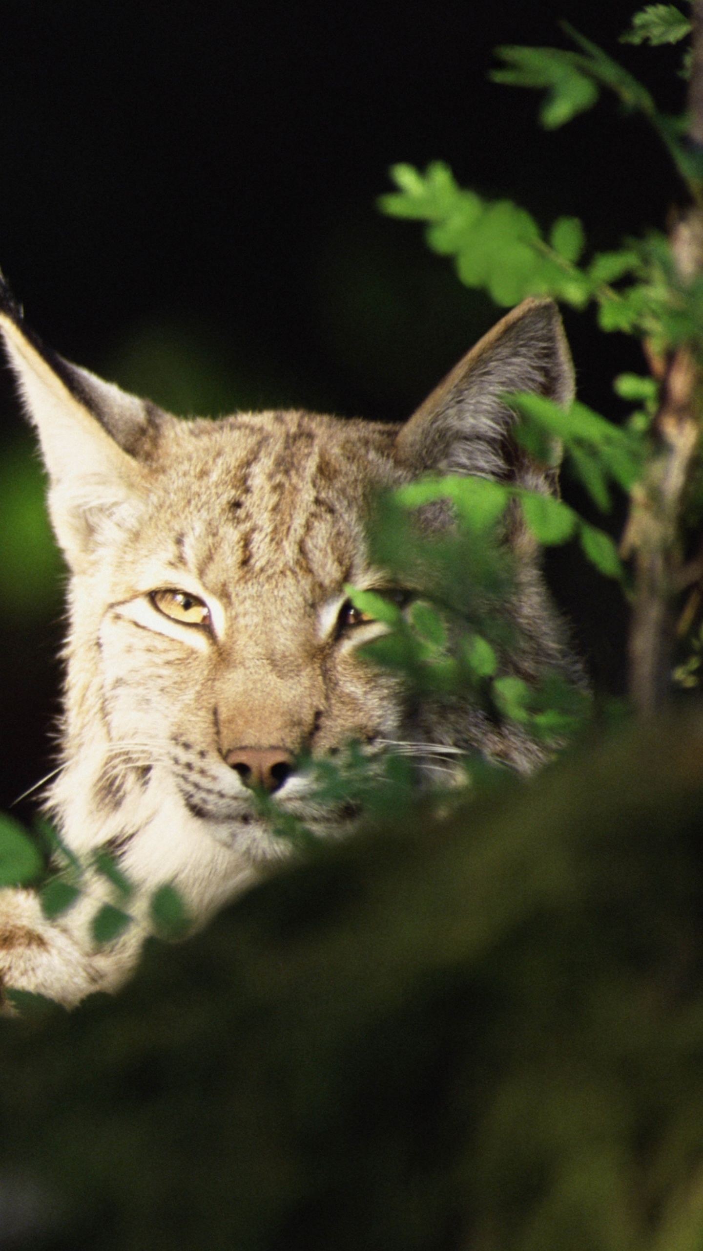 Braune Und Weiße Katze Auf Grünem Moos. Wallpaper in 1440x2560 Resolution