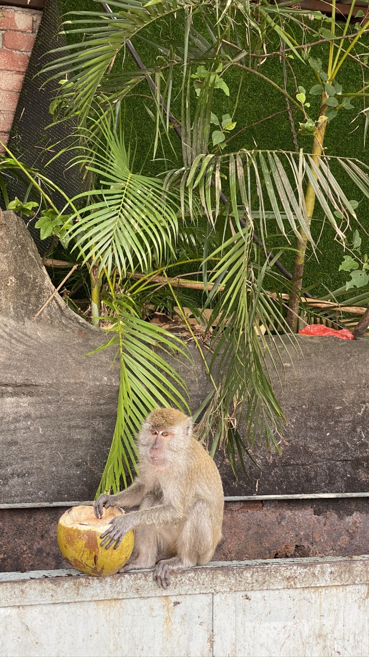 Old World Monkeys, Biology, Science, Primate, Adaptation. Wallpaper in 720x1280 Resolution