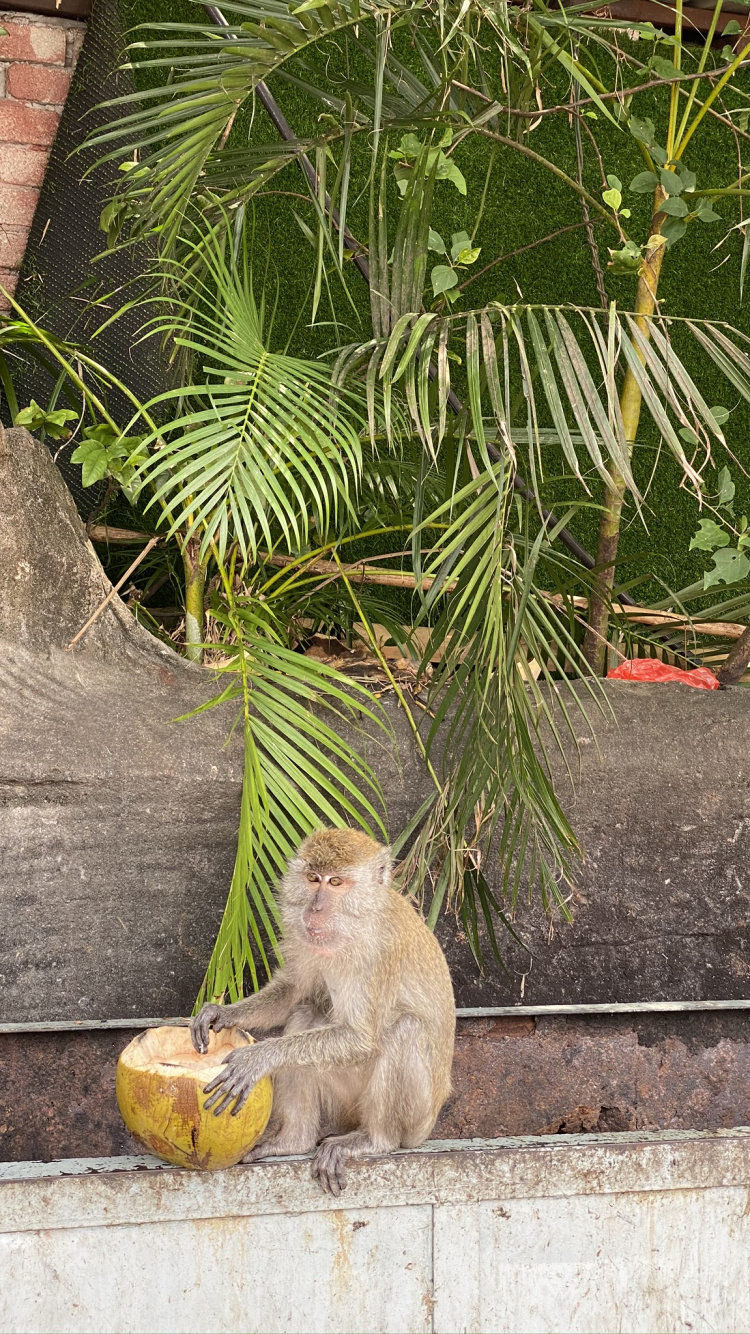 Old World Monkeys, Biology, Science, Primate, Adaptation. Wallpaper in 750x1334 Resolution