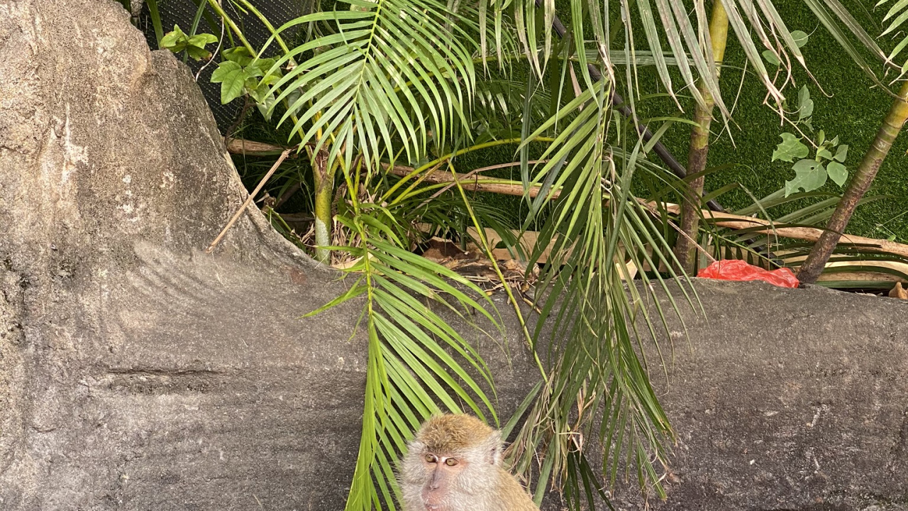 Singes du Vieux Monde, Biologie, Sciences, Primat, Adaptation. Wallpaper in 1280x720 Resolution