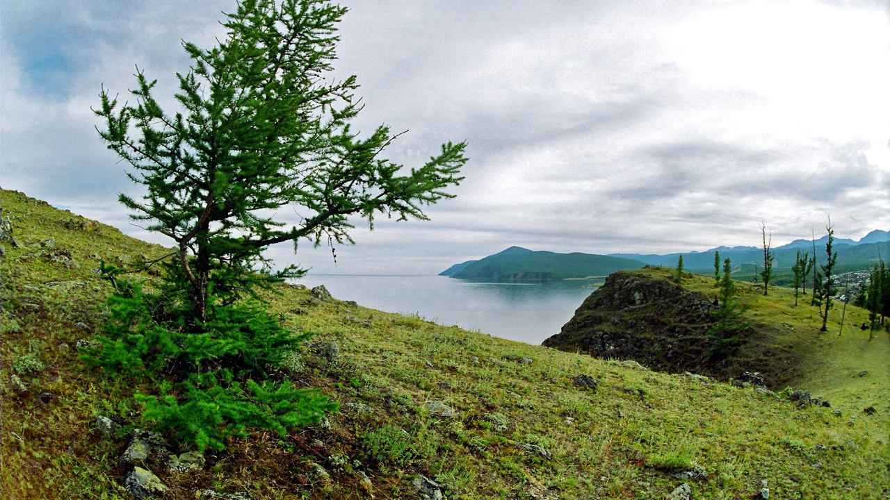 Green Tree Near Body of Water Under Cloudy Sky During Daytime. Wallpaper in 1280x720 Resolution