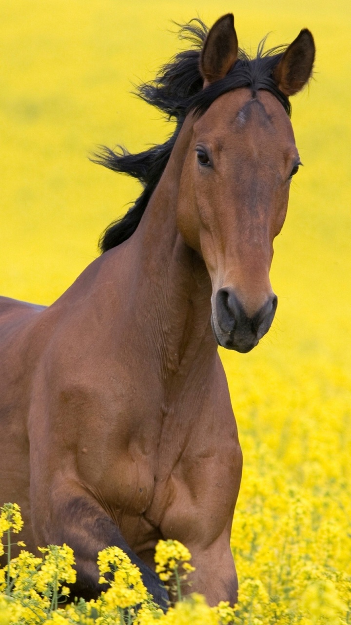 Caballo Marrón en el Campo de Flores Amarillas Durante el Día. Wallpaper in 720x1280 Resolution