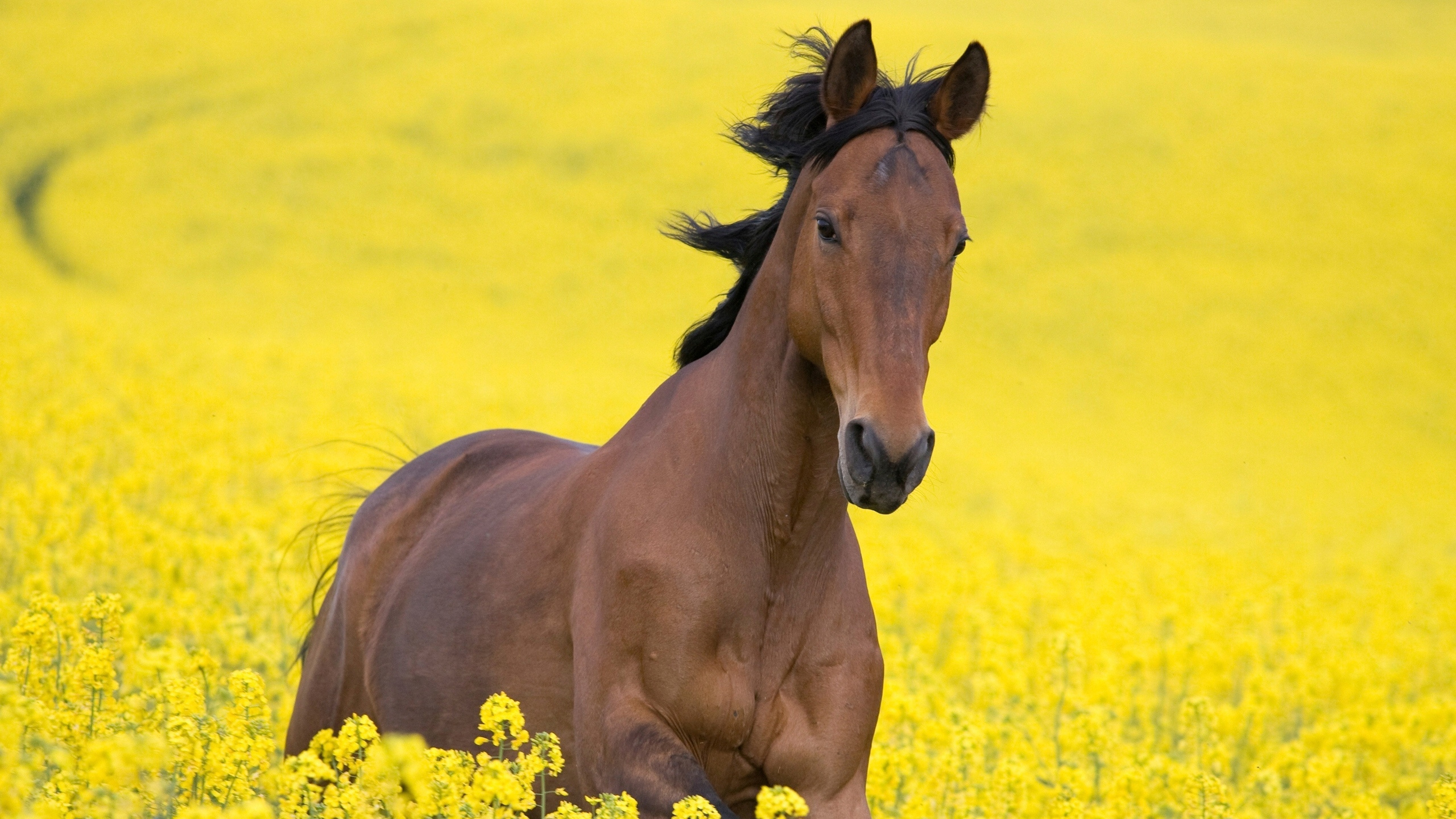 Brown Horse on Yellow Flower Field During Daytime. Wallpaper in 2560x1440 Resolution