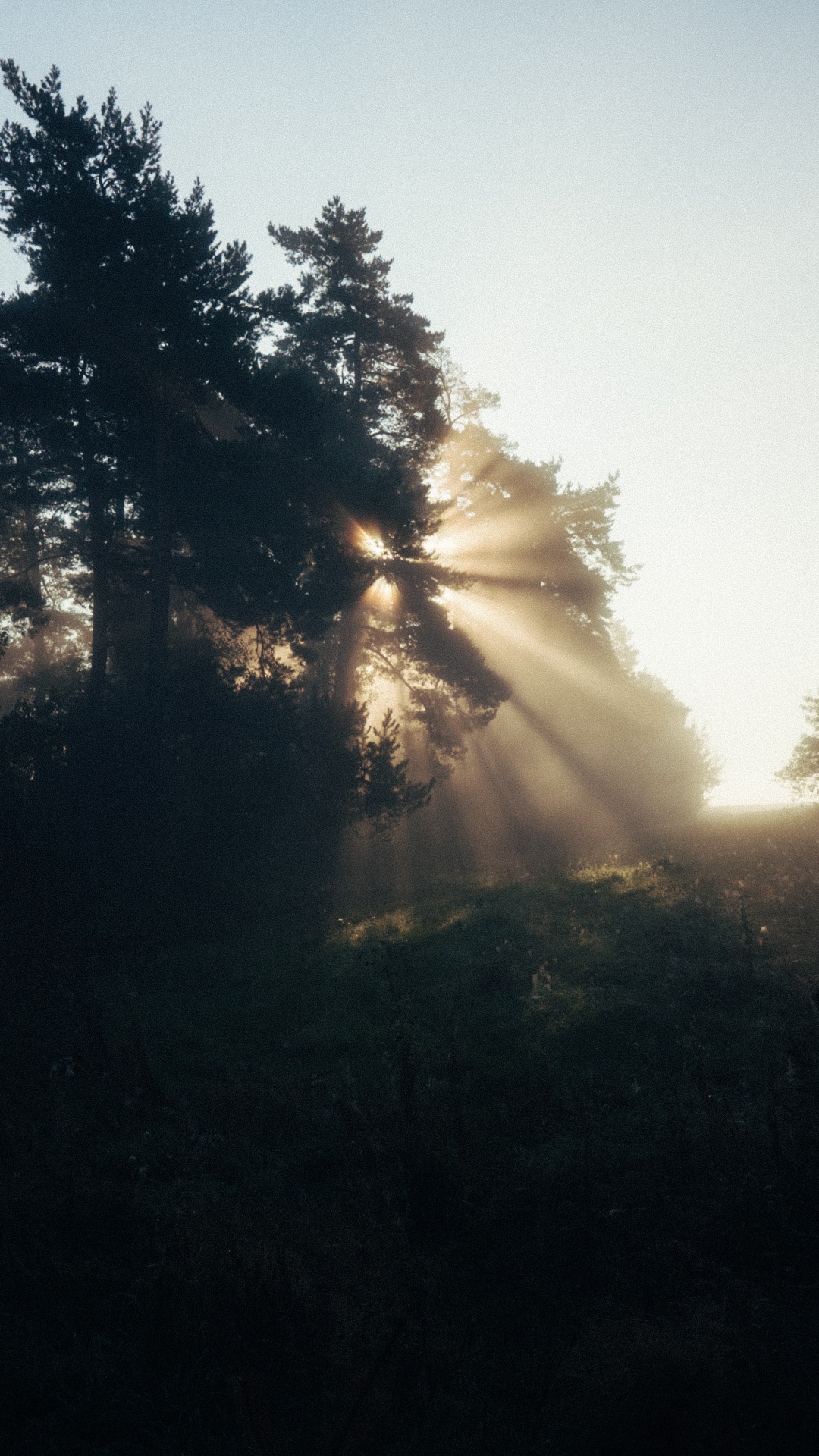 Sonnenlicht, Abend, Baum, Natur, Cloud. Wallpaper in 1080x1920 Resolution