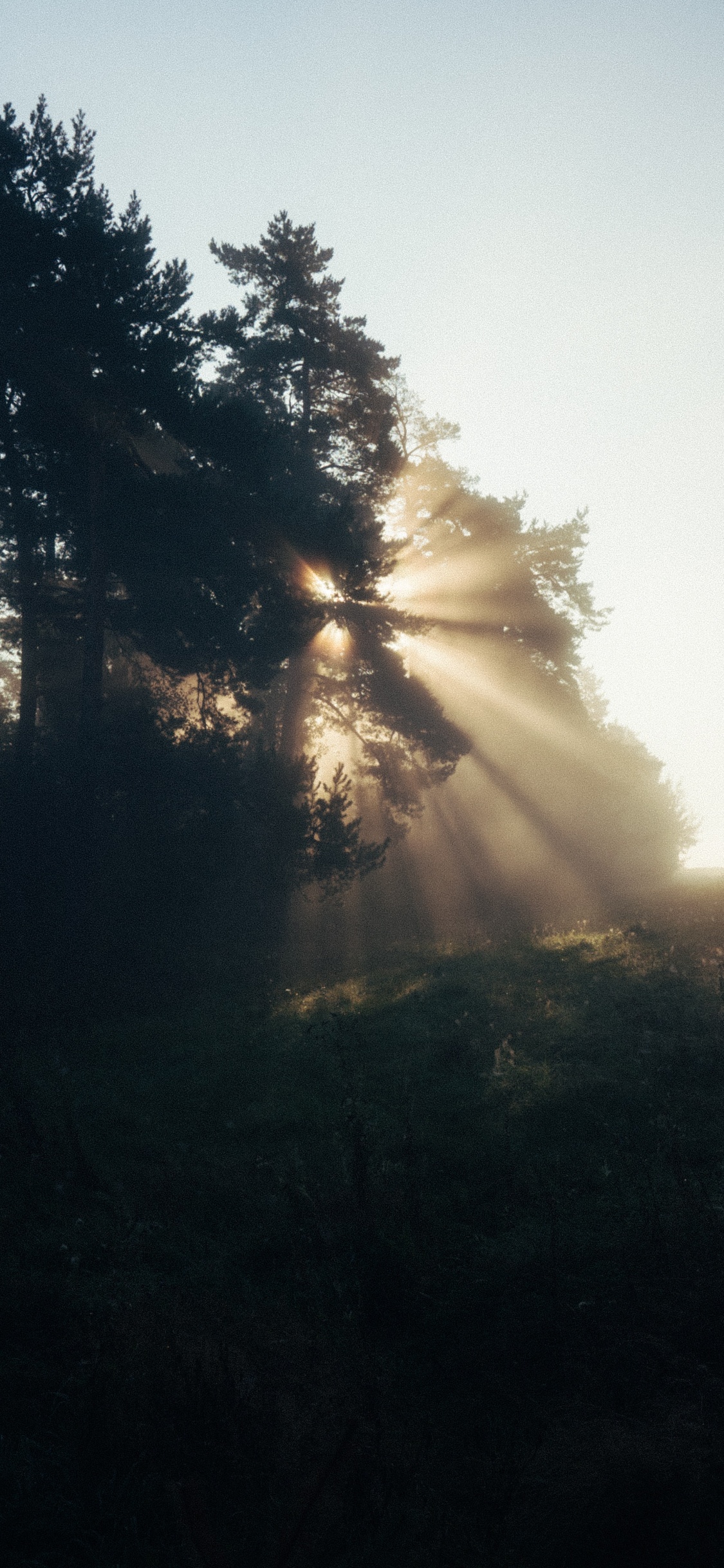 Sonnenlicht, Abend, Baum, Natur, Cloud. Wallpaper in 1125x2436 Resolution