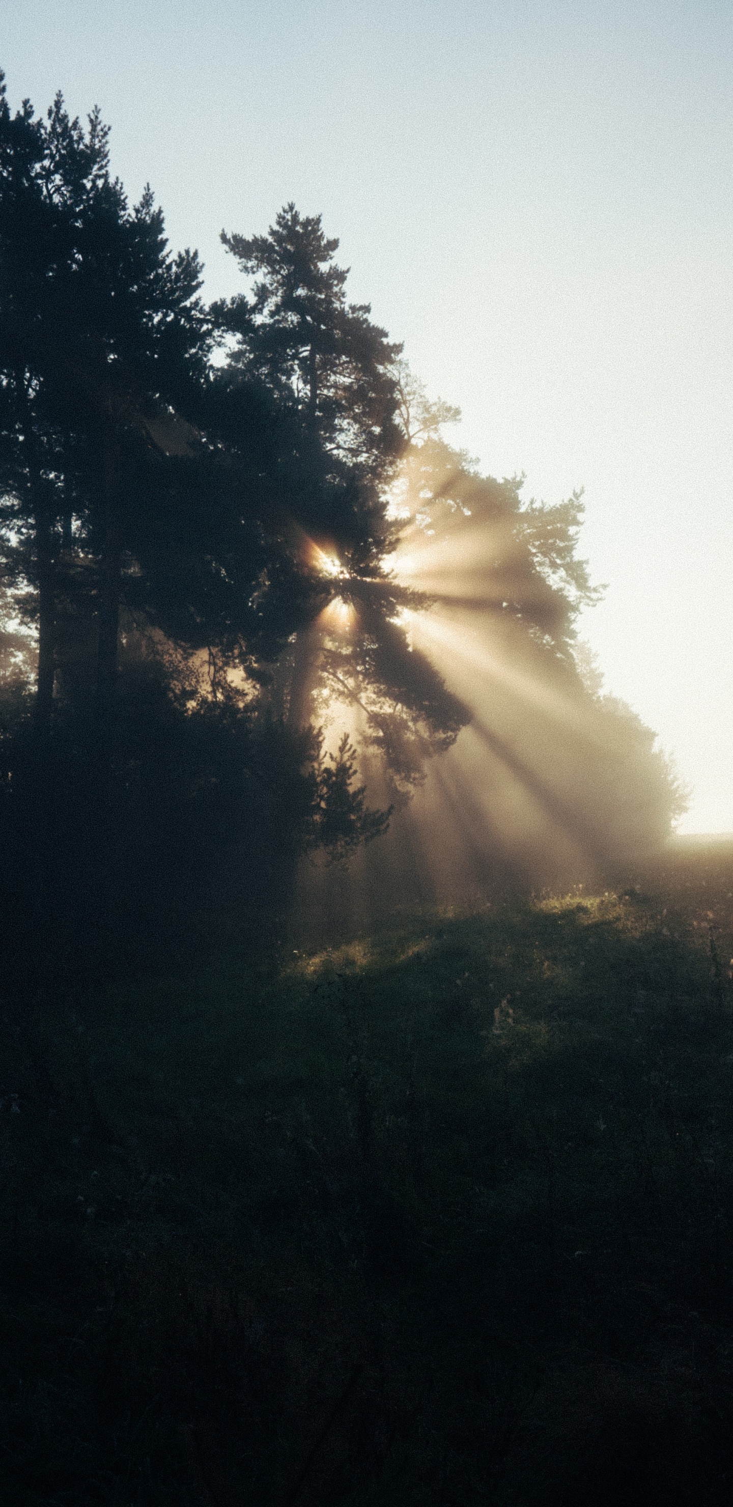 Sonnenlicht, Abend, Baum, Natur, Cloud. Wallpaper in 1440x2960 Resolution