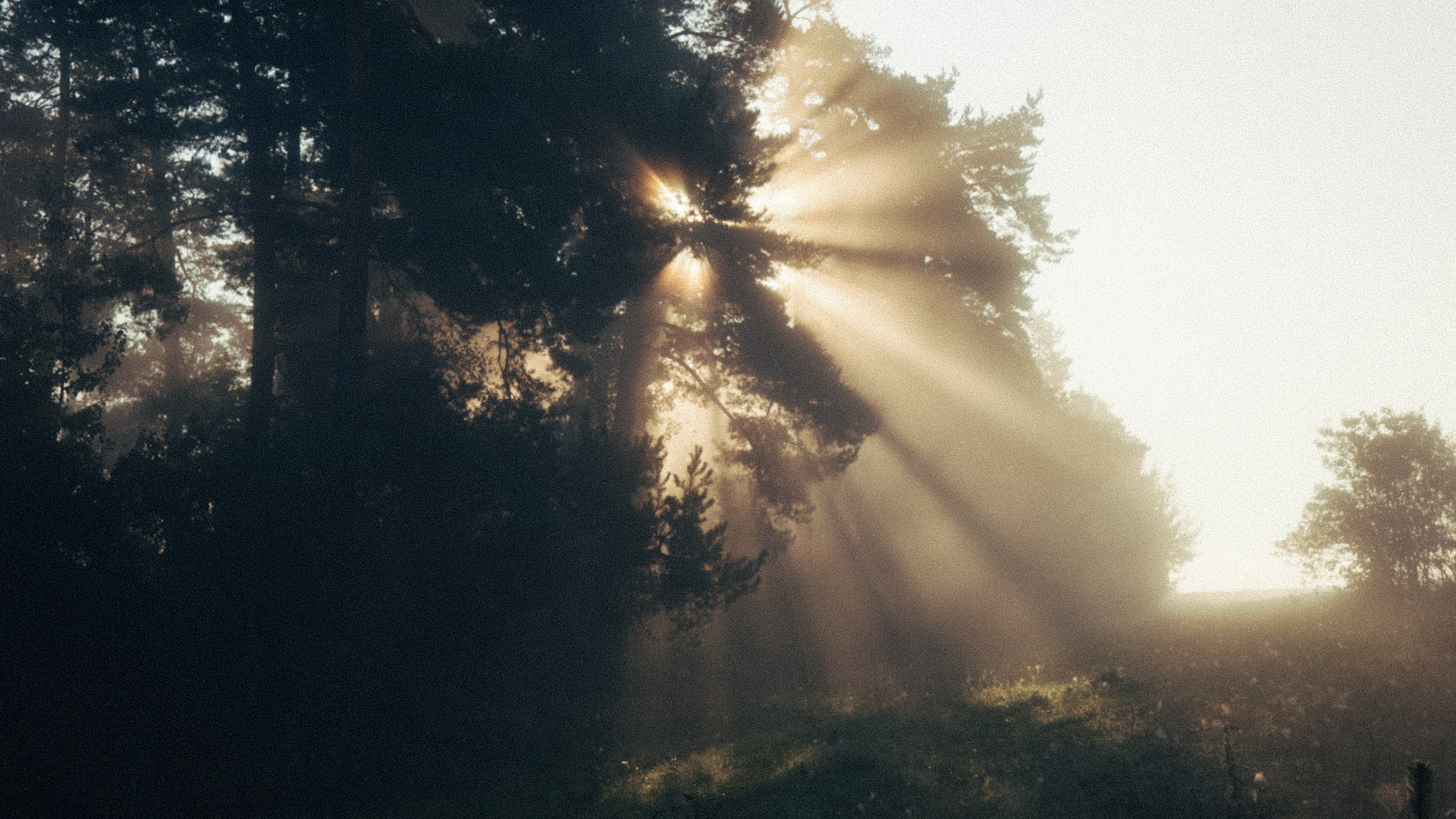 Sonnenlicht, Abend, Baum, Natur, Cloud. Wallpaper in 1920x1080 Resolution