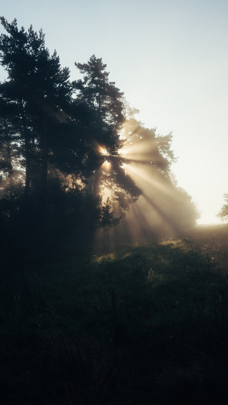 Sonnenlicht, Abend, Baum, Natur, Cloud. Wallpaper in 750x1334 Resolution