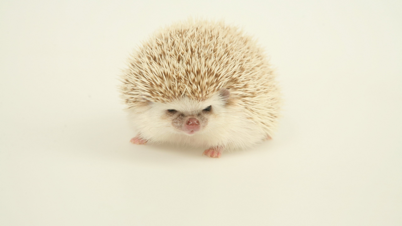 White Hedgehog on White Surface. Wallpaper in 1366x768 Resolution