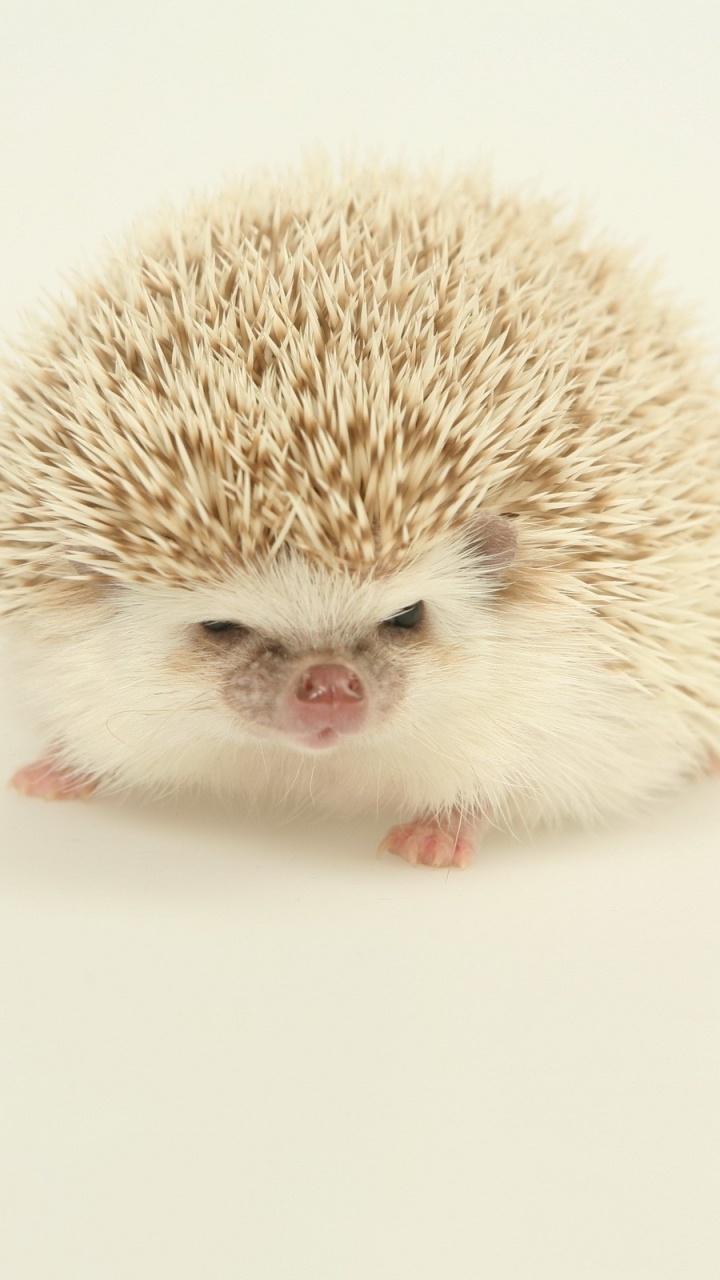 Weißer Igel Auf Weißer Fläche. Wallpaper in 720x1280 Resolution