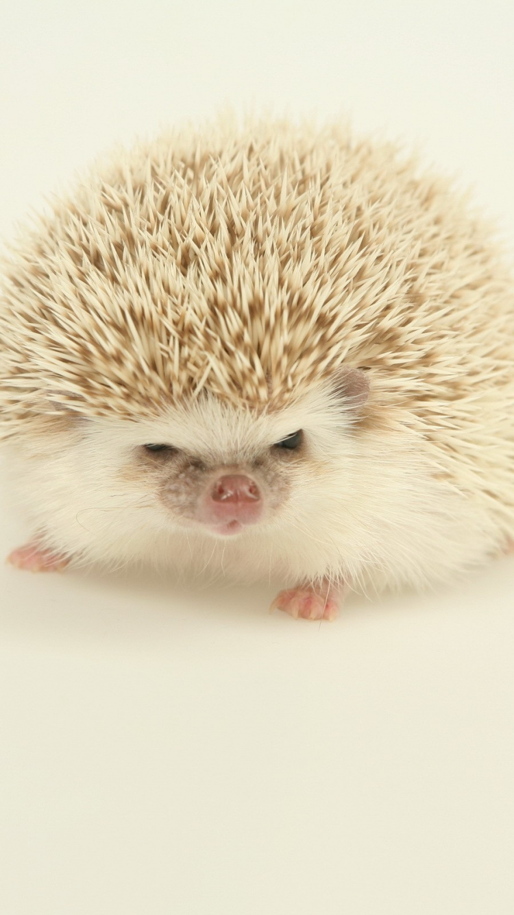 Weißer Igel Auf Weißer Fläche. Wallpaper in 750x1334 Resolution