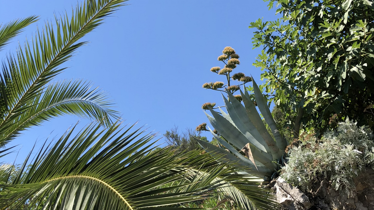 la Vegetación, Bioma, Arbustos, Palmera, Ciencia. Wallpaper in 1280x720 Resolution