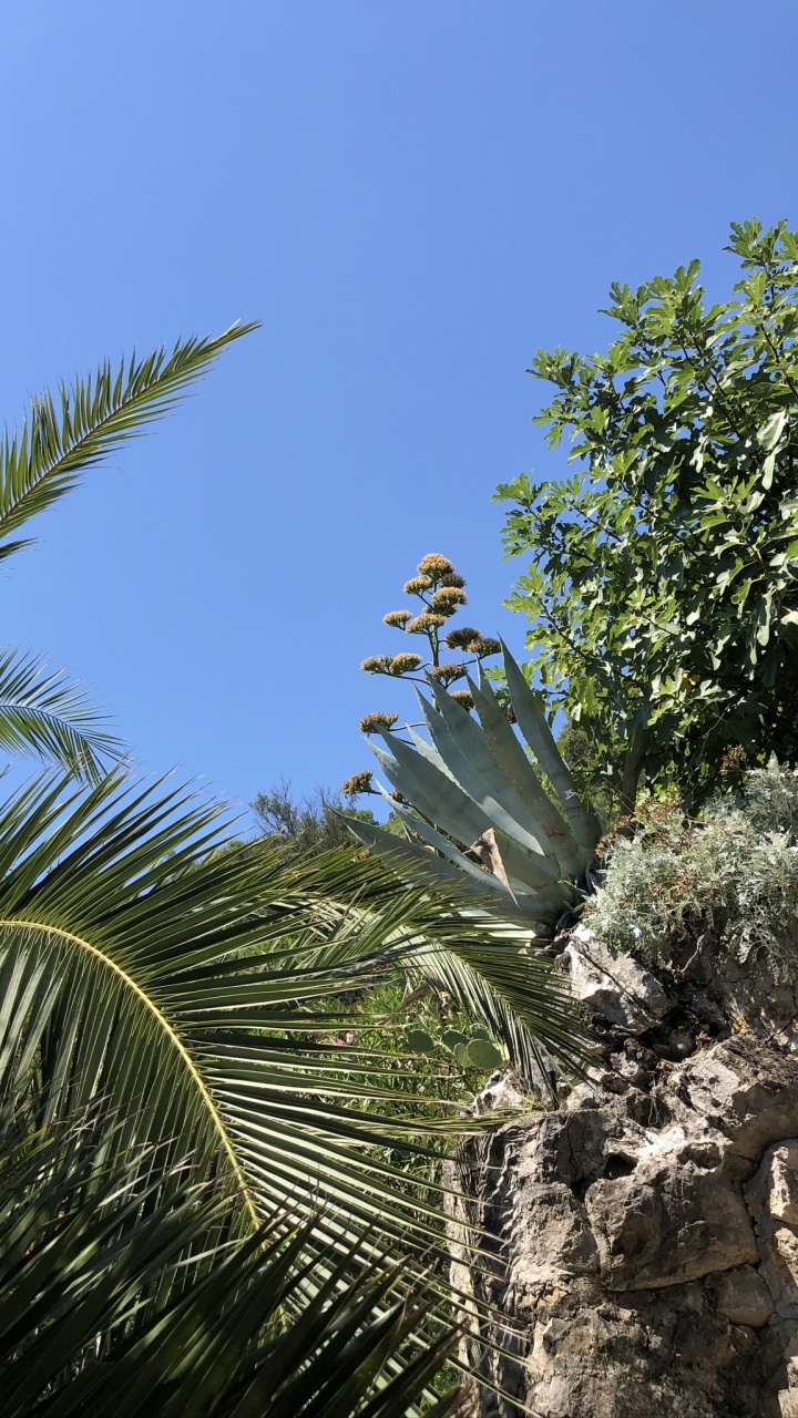 la Vegetación, Bioma, Arbustos, Palmera, Ciencia. Wallpaper in 720x1280 Resolution