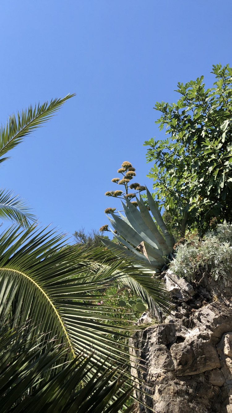 Vegetation, Biome, Heideflächen, Palme, Blatt. Wallpaper in 750x1334 Resolution