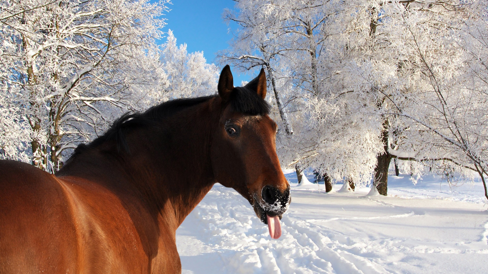 Brown Horse on Snow Covered Ground During Daytime. Wallpaper in 1920x1080 Resolution