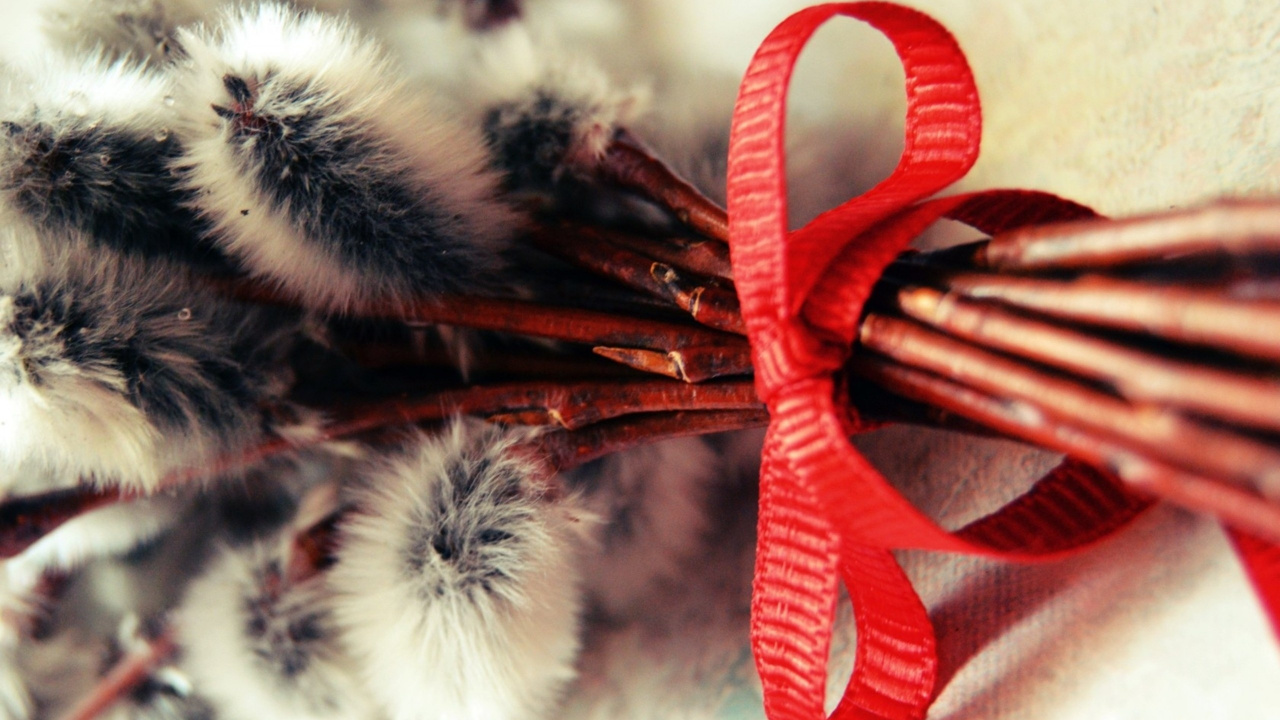 White and Red Fur Ball. Wallpaper in 1280x720 Resolution