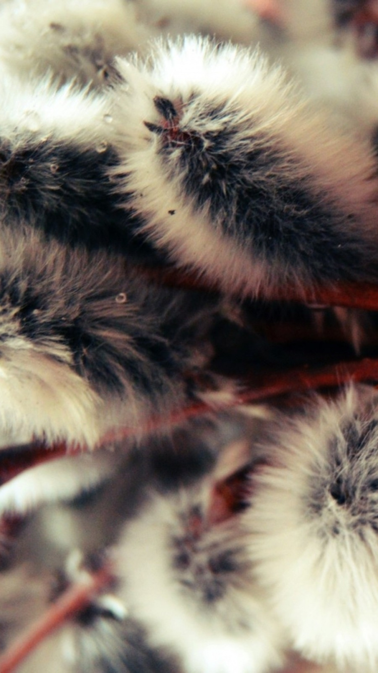 White and Red Fur Ball. Wallpaper in 750x1334 Resolution