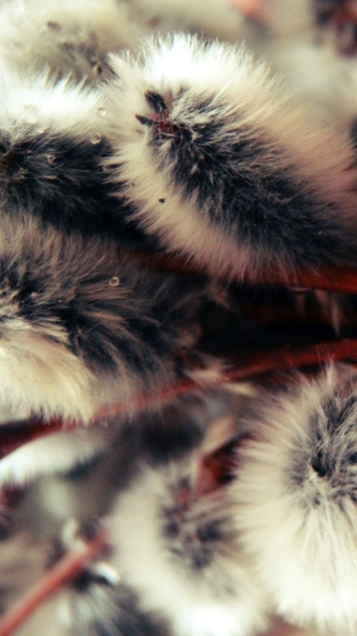 Bola de Piel Blanca y Roja. Wallpaper in 720x1280 Resolution