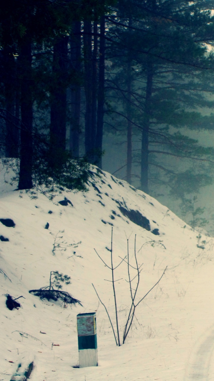 Snow Covered Road and Trees During Daytime. Wallpaper in 720x1280 Resolution
