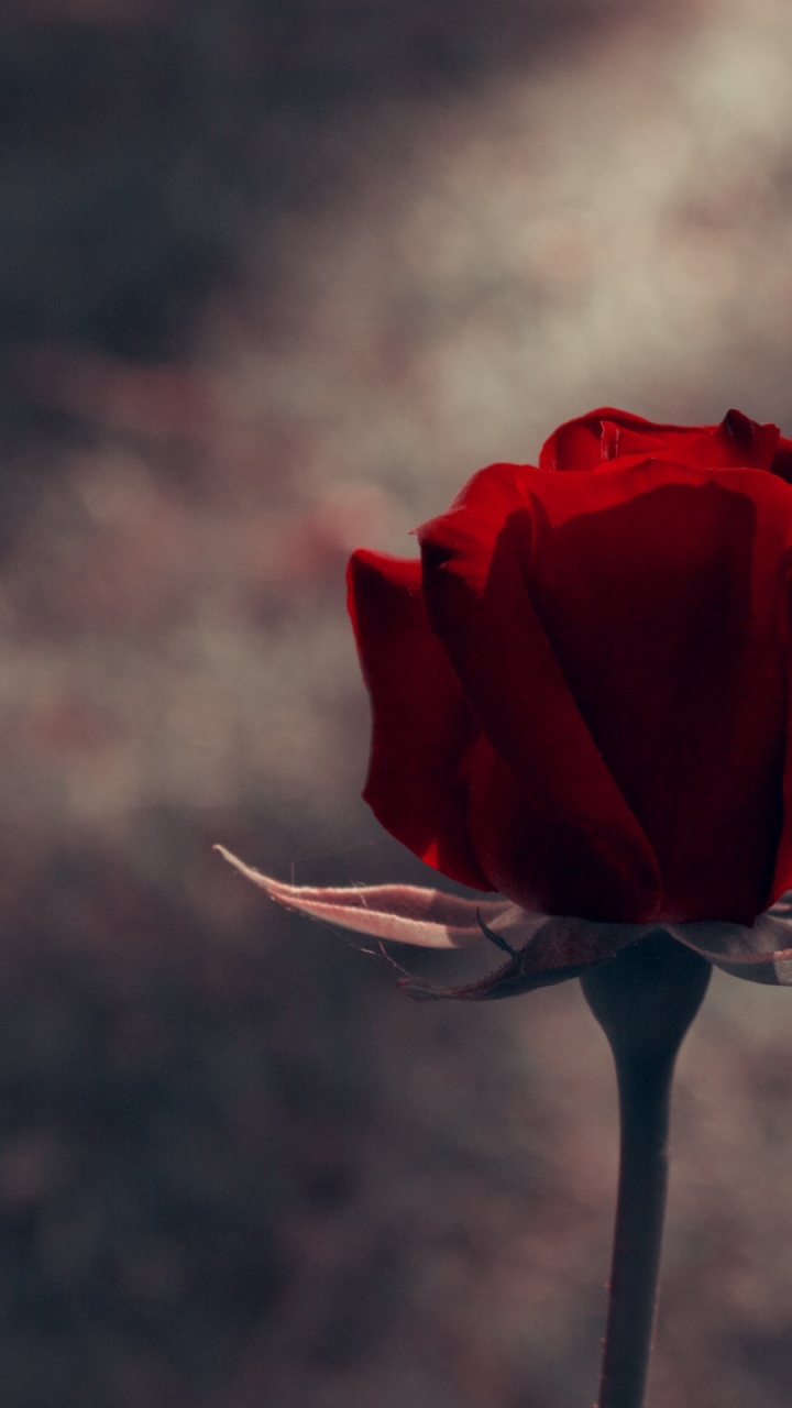 Rote Rose Blüht Tagsüber. Wallpaper in 720x1280 Resolution