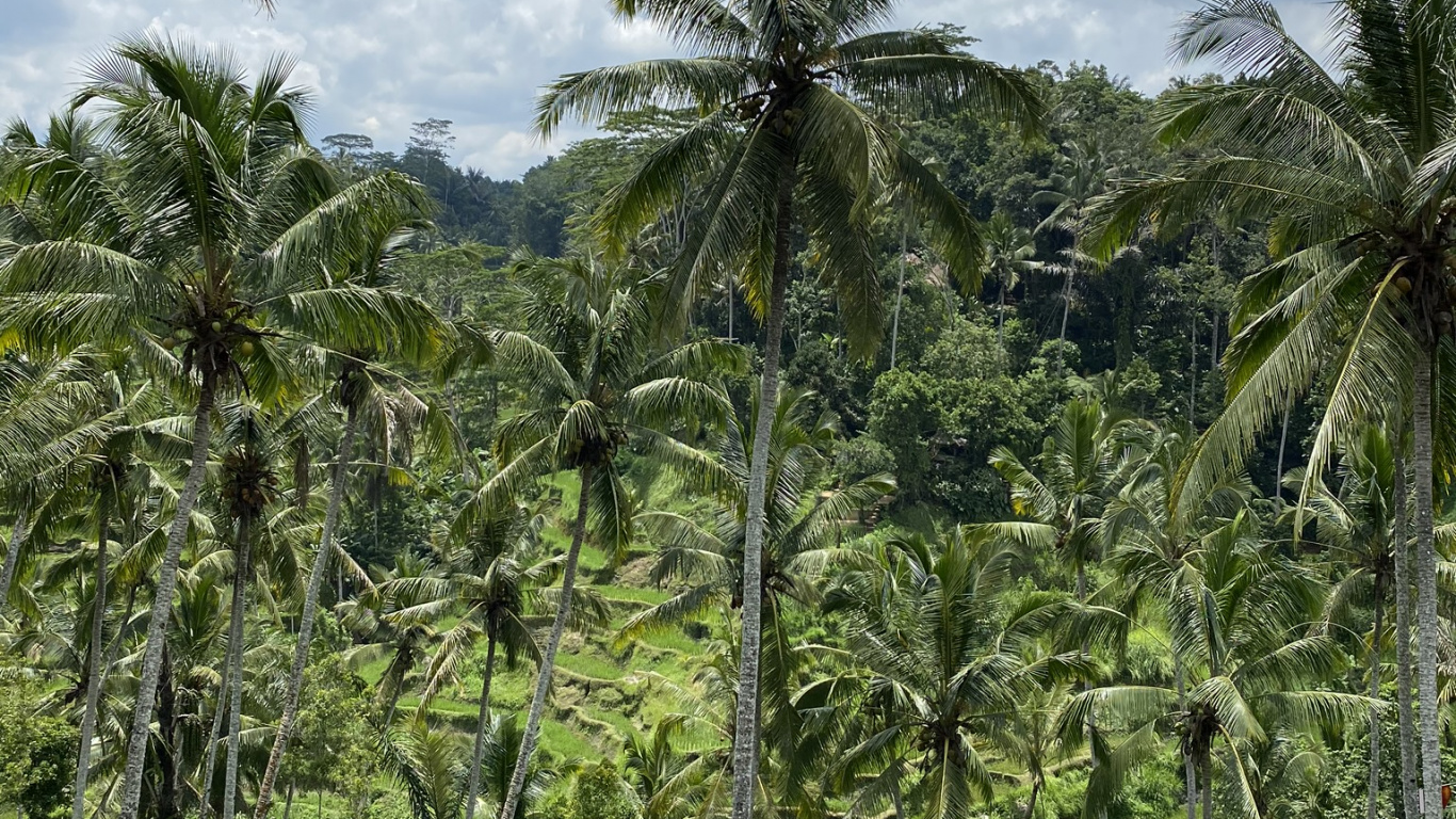 Végétation, Les Landes, De Babassu, Rainforest, Biome. Wallpaper in 1366x768 Resolution