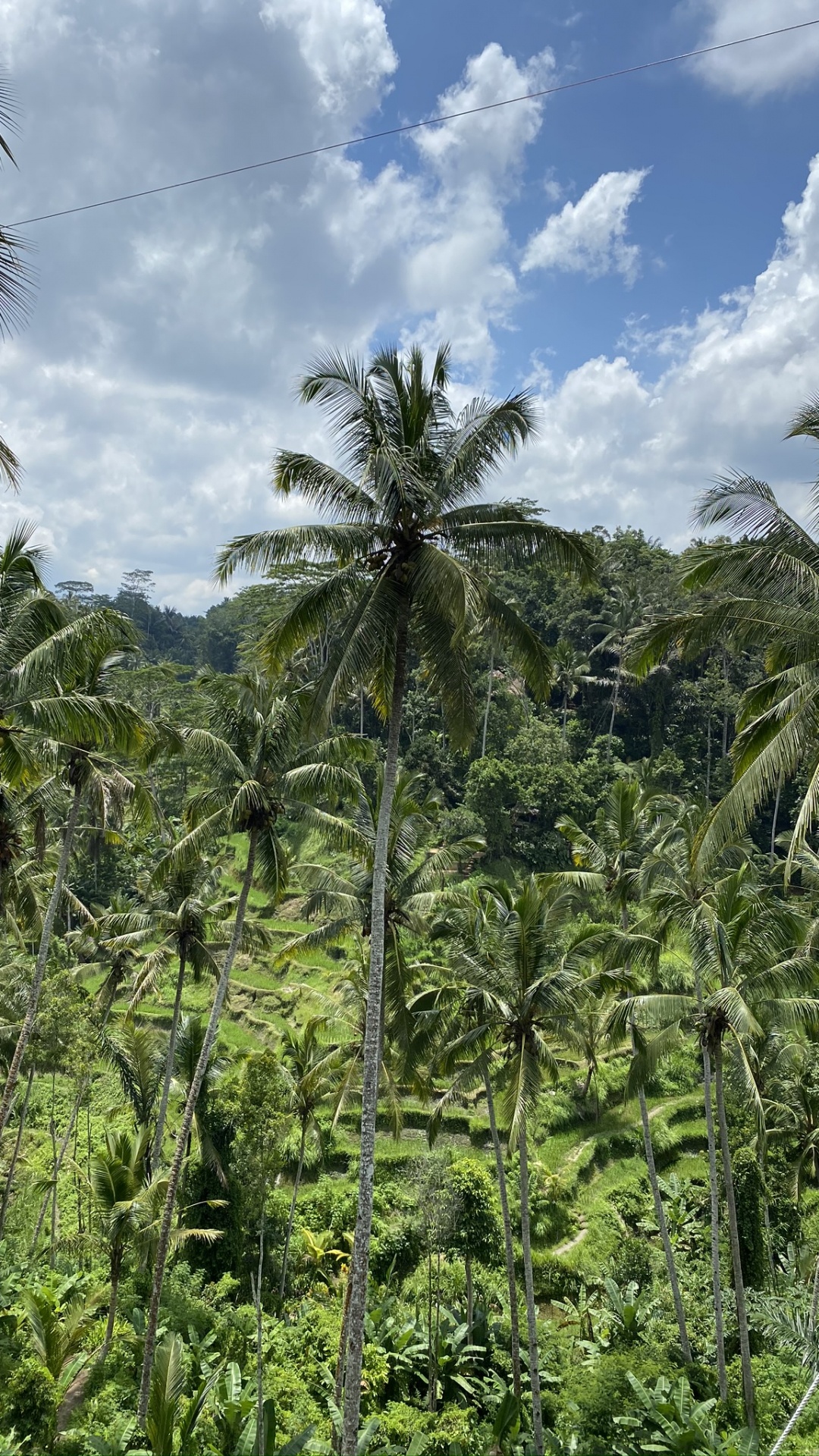 Vegetation, Shrubland, Babassu, Rainforest, Biome. Wallpaper in 1080x1920 Resolution