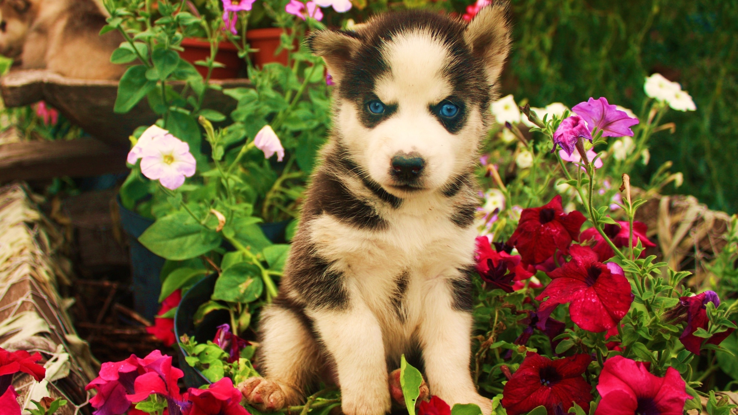 Black and White Siberian Husky Puppy Surrounded by Red Flowers. Wallpaper in 2560x1440 Resolution