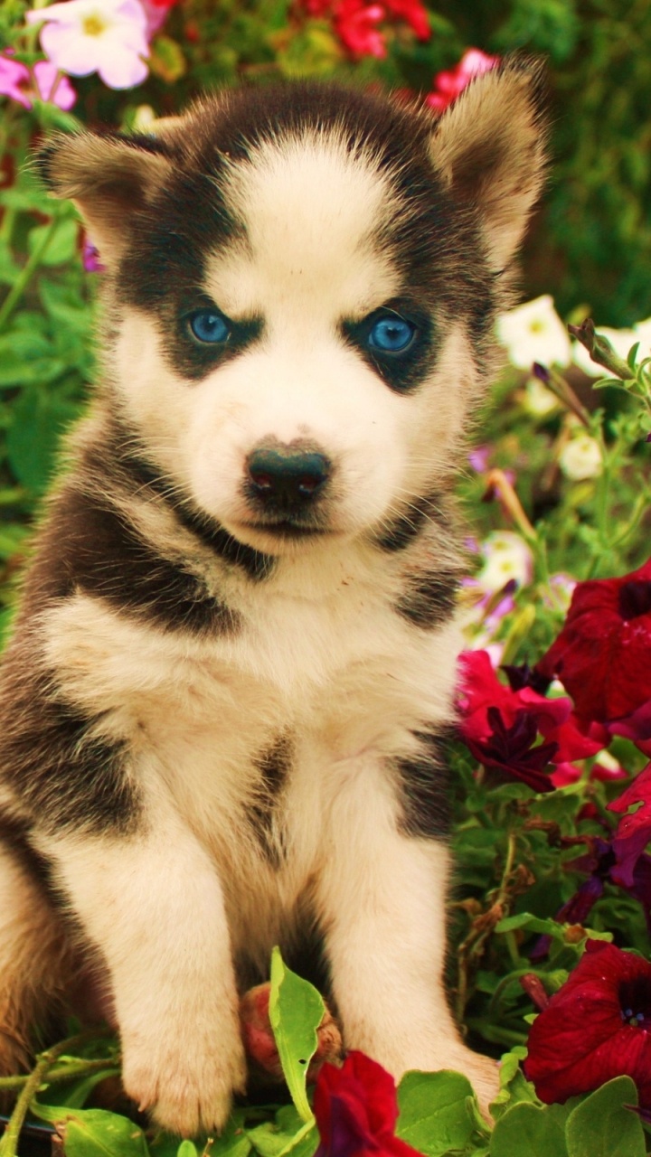 Black and White Siberian Husky Puppy Surrounded by Red Flowers. Wallpaper in 720x1280 Resolution
