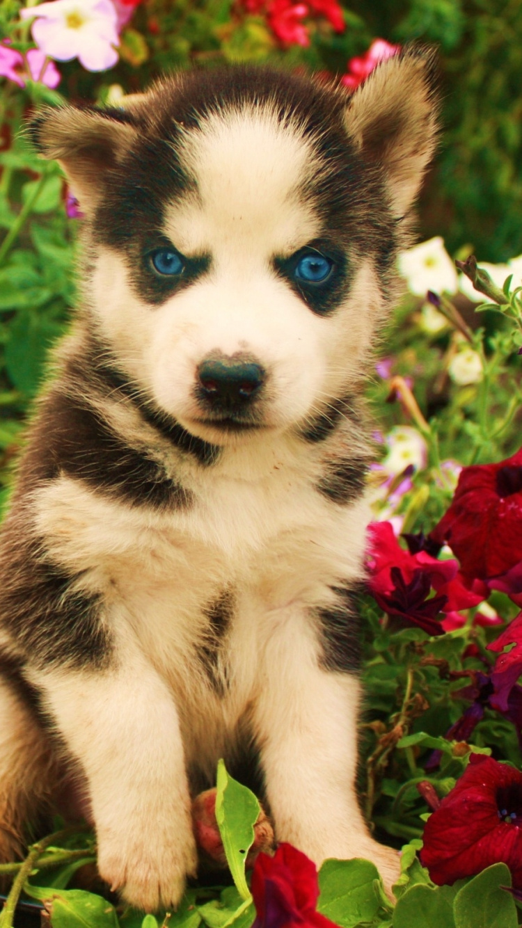 Black and White Siberian Husky Puppy Surrounded by Red Flowers. Wallpaper in 750x1334 Resolution