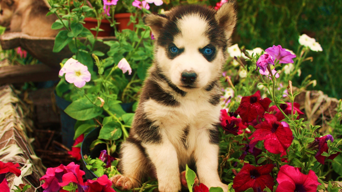 Chiot Husky Sibérien Noir et Blanc Entouré de Fleurs Rouges. Wallpaper in 1366x768 Resolution