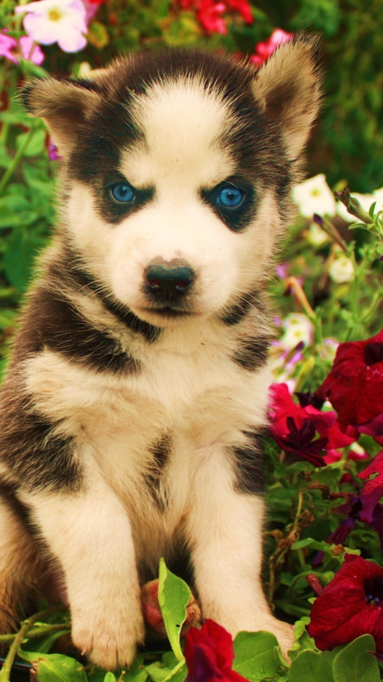 Schwarz-weißer Siberian Husky-Welpe, Umgeben Von Roten Blumen. Wallpaper in 750x1334 Resolution