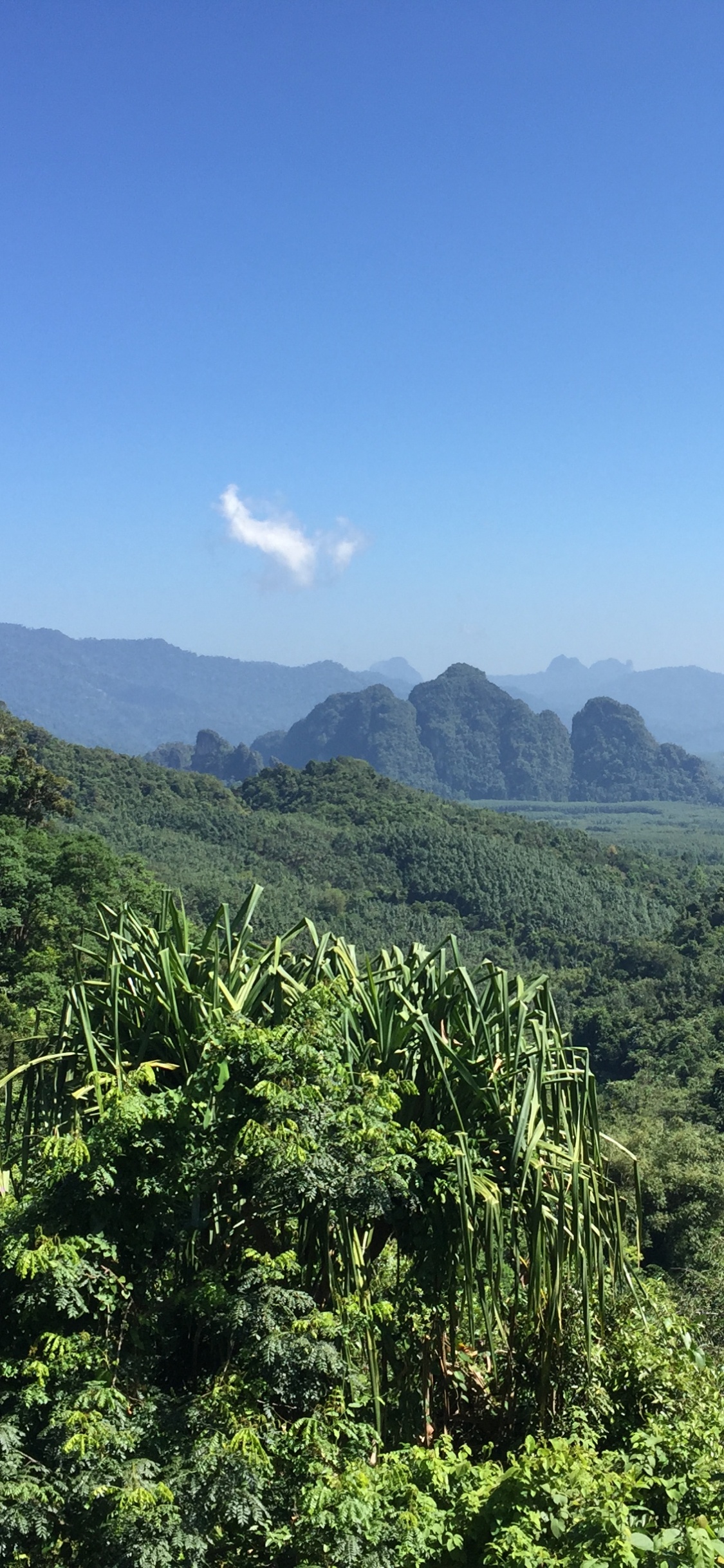 Vegetation, Nature, Natural Environment, Mountainous Landforms, Natural Landscape. Wallpaper in 1125x2436 Resolution